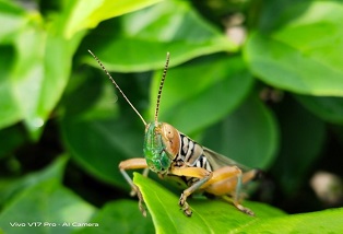 Bí quyết chụp ảnh macro đẹp bằng smartphone