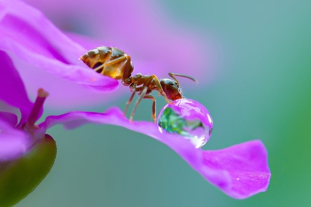 chụp macro là gì