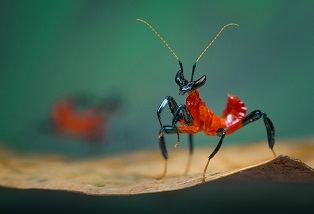 Kỹ thuật chụp ảnh macro đẹp bằng điện thoại