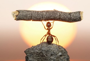 Chụp siêu cận bằng vivo V15 thực hiện như thế nào?