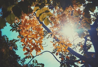 Top 7 mẹo giúp chụp ảnh đẹp hơn trên điện thoại