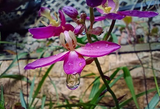 Trầm trồ với điện thoại vivo Y19 rẻ chụp hình đẹp